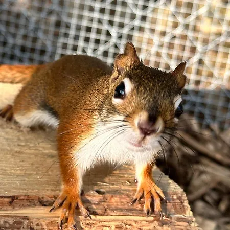 Rodinny Hubert High Tatras Wysokie Tatry