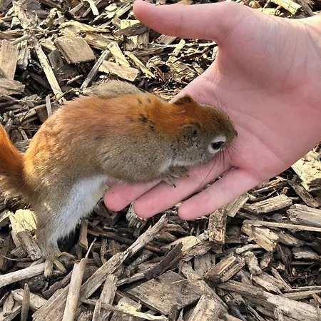Rodinny Hubert High Tatras ホテル 4*